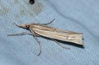 Ancylolomia tentaculella