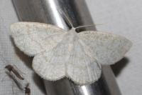 Cabera exanthemata