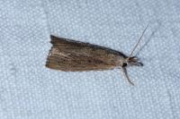 Calamotropha paludella