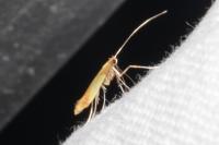 Caloptilia alchimiella/robustella