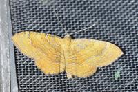 Camptogramma bilineata