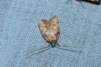 Carcina quercana
