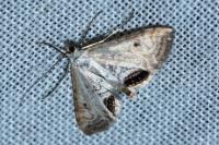 Cataclysta lemnata