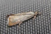 Chrysoteuchia culmella
