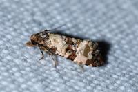 Cochylis molliculana