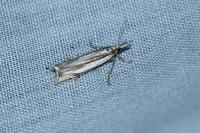 Crambus pascuella