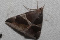 Dysgonia algira