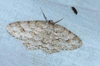 Ectropis crepuscularia