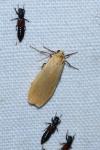 Wittia sororcula