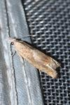 Eucosma conterminana