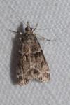 Eudonia mercurella