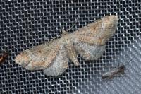 Eupithecia simpliciata