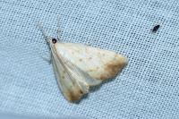 Evergestis extimalis