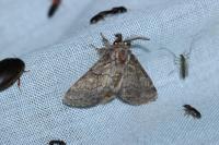Gluphisia crenata