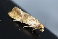 Gynnidomorpha