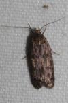 Hofmannophila pseudospretella