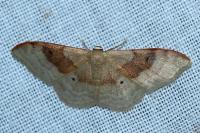 Idaea degeneraria