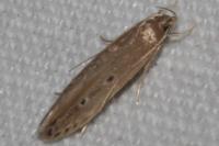Limnaecia phragmitella