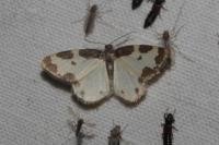 Lomaspilis marginata