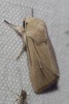 Mythimna sicula