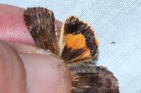 Noctua janthe