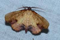 Plagodis dolabraria