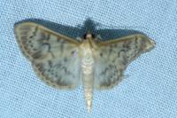 Patania ruralis