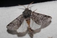 Thaumetopoea pityocampa