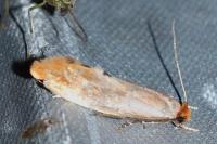 Tinea semifulvella