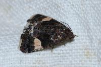 Tyta luctuosa