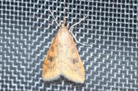 Udea ferrugalis