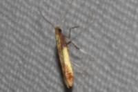 Caloptilia alchimiella/robustella