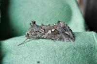 Trichoplusia ni