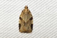 Clepsis spectrana