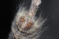 Gastropacha populifolia