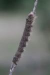 Gastropacha populifolia