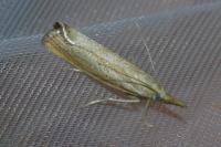 Agriphila straminella