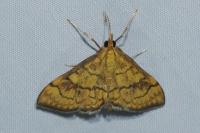 Anania verbascalis