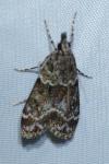 Eudonia mercurella