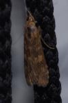 Nomophila noctuella