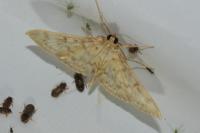 Patania ruralis