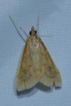 Udea ferrugalis