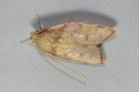 Carcina quercana