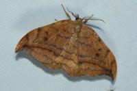 Drepana curvatula