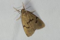 Apaidia mesogona