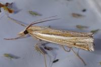 Ancylolomia tentaculella