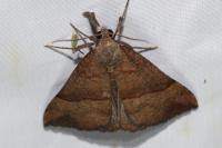 Hypena proboscidalis