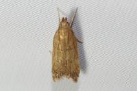 Helcystogramma lutatella
