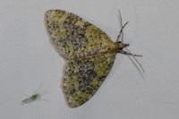 Acasis viretata
