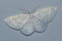 Asthena albulata